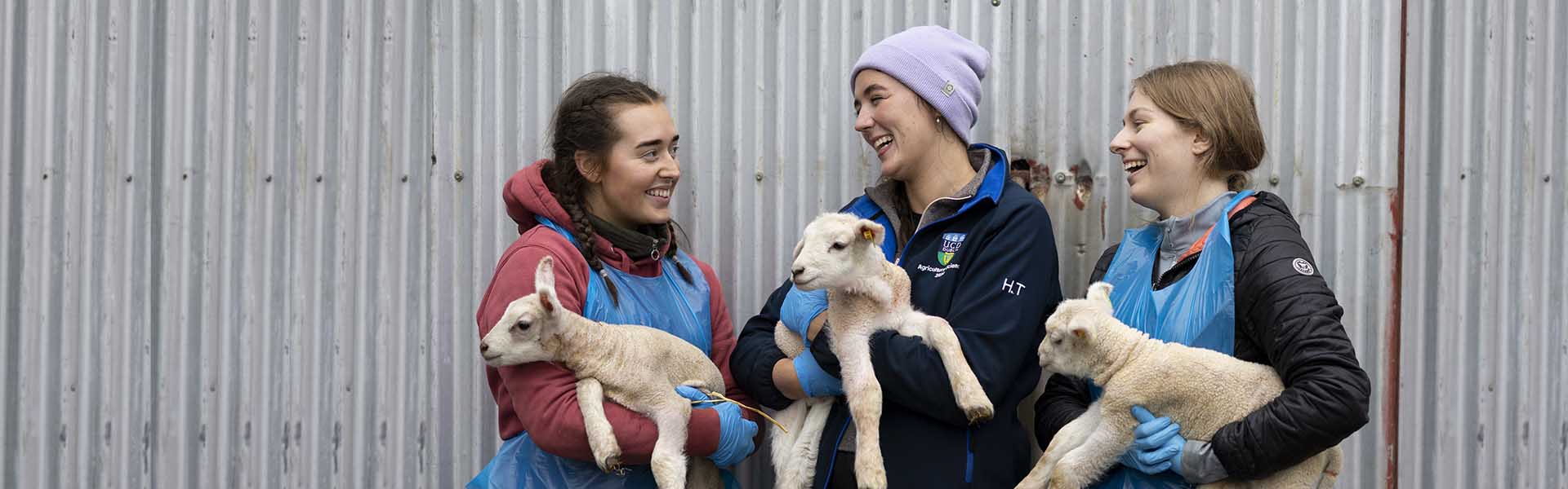 Three students hold lambs and smile at each other.